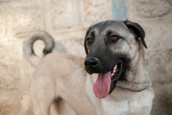 Kangal